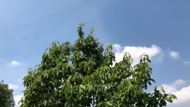 Короткий Промежуток Времени Клип Верхушку Дерева Небом Позади Небольшими Катящимися — стоковое видео