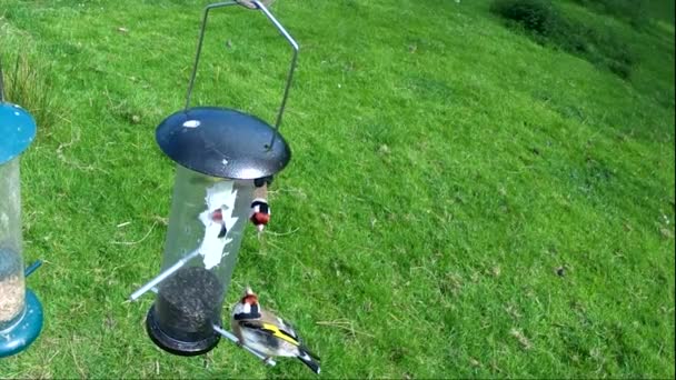 Goldfinch Slåss Vid Tube Jordnötsfrö Feeder Vid Ett Fågelbord Irland — Stockvideo