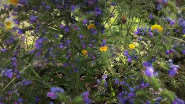Gros Plan Dans Lit Fleurs Abeille Passée Recueillir Nectar Pollen — Video