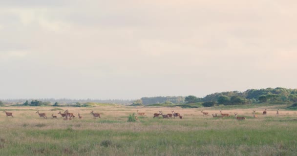 Cerf Entendu Manger Herbe Dans Nord Europe Dans Soirée Matin — Video