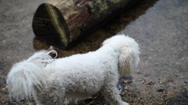 Perro Junto Lago Blanco Pequeño Perro Esponjoso — Vídeo de stock