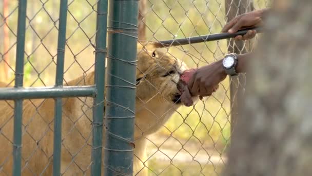 Lioness Fed Beef Fence While Medicine Placed Her Ears — Stock Video