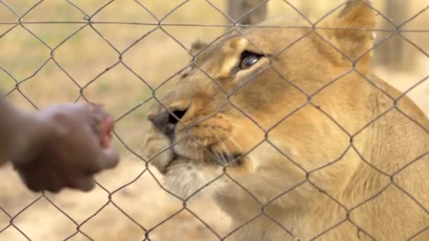 Een Hongerige Leeuwin Snuift Voedsel Door Een Hek Slow Motion — Stockvideo