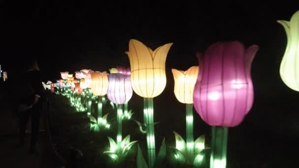博纳植物园中美丽的郁金香花 展示着美丽的花灯 — 图库视频影像