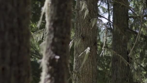 Een Mos Bedekt Boom Gletsjers National Park Montana Usa — Stockvideo