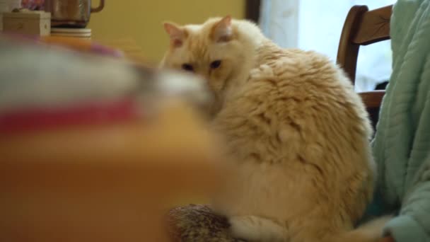 Une Poupée Chiffon Chat Traîne Étire Dans Une Chambre — Video