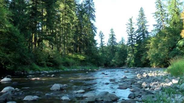 木々や岩や枝を流れるワシントン州カマスの泡立つ急流の川は 美しい 平和な早朝に — ストック動画