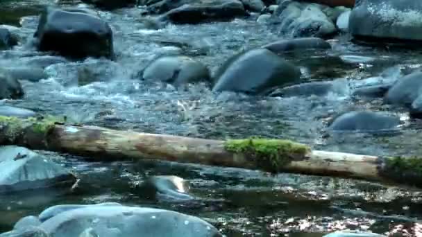 Быстрая Вода Речного Ручья Бурлящая Над Скалами Ветвями Бревно Тихом — стоковое видео