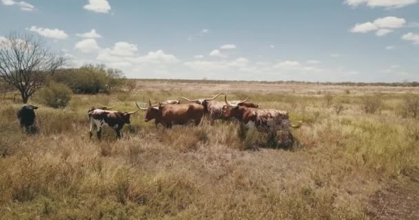 Rinder Einem Teich — Stockvideo