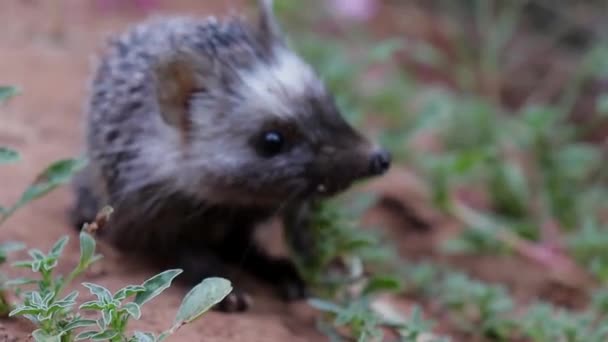 Kleiner Igel Der Nach Draußen Geht Daurianischer Igel Der Nach — Stockvideo