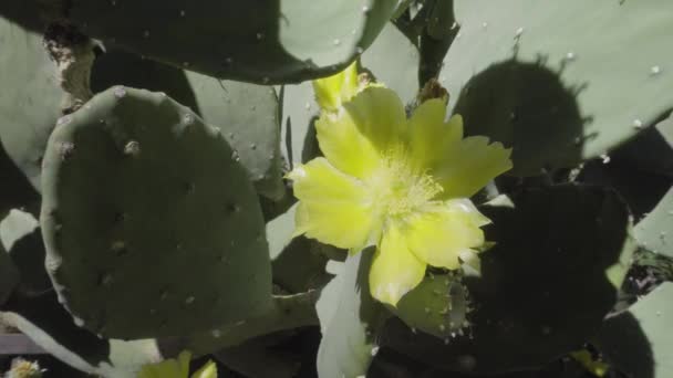 Close Yellow Cactus Flower — Stock Video
