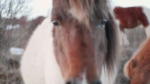 Wilde Pony Open Veld Kijkend Naar Camera Slow Motion — Stockvideo