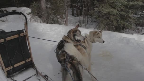 Cães Trenó Abraçando Uns Aos Outros — Vídeo de Stock