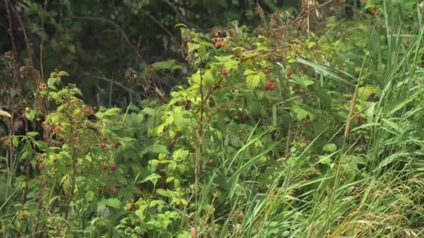 Wilde Frambozen Planten Closeup — Stockvideo