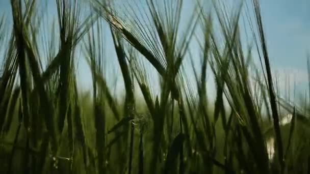 Some Wheat Weaving Wind Shot Slider Uhd 25Fps — Stock Video