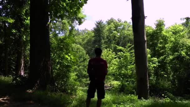 Manlig Vandrare Står Mellan Träd Som Beundrar Skogen — Stockvideo