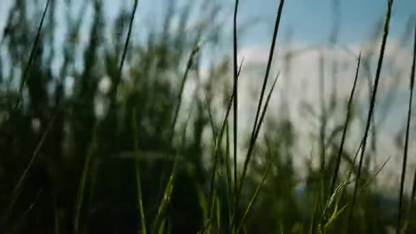 Etwas Gras Das Wind Weht Schoss Auf Einen Schieber Uhd — Stockvideo