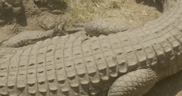 Close Shot Showing Details Scales Large Crocodile — Stock Video