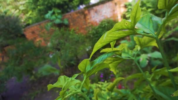 Cámara Panorámica Través Plantas — Vídeo de stock