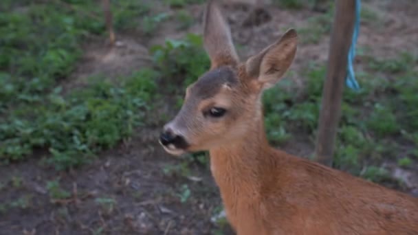 Vista Del Piccolo Giovane Cervo — Video Stock