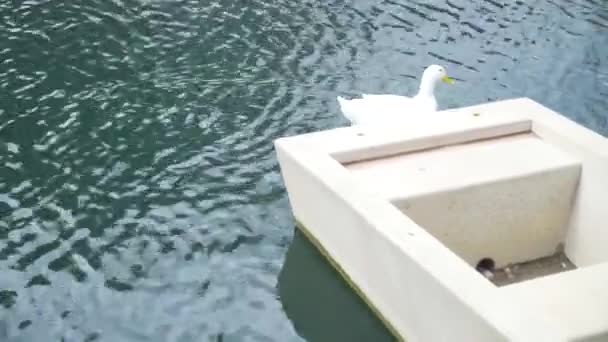 Eine Schöne Weiße Ente Spaziert Einem Nachbarschaftspark Neben Einem Boot — Stockvideo