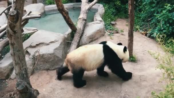 Video Panda Chůze Lezení — Stock video