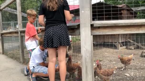 Crianças Que Passam Dia Parque Zoológico Local Juntos — Vídeo de Stock