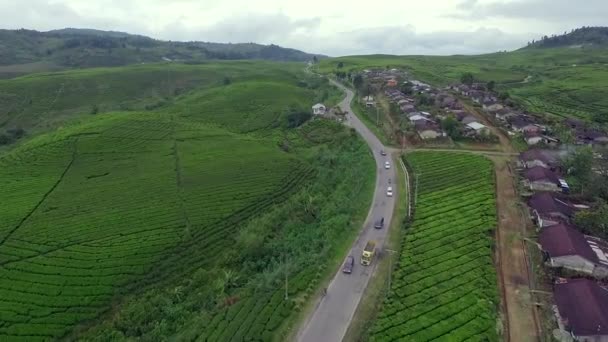 Çay Çiftliği Alahan Panjang Batı Sumatera Endonezya Bulunmaktadır — Stok video