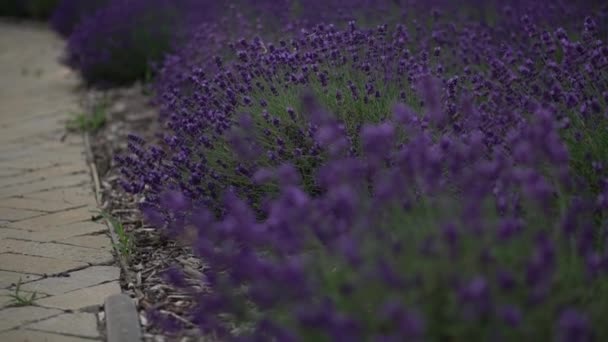 Lavendelväxt Den Fina Lilla Trädgården Och Biet Flyger Runt — Stockvideo