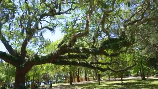 Old Sentry Meşe Ağacı Panama Beach Florida — Stok video