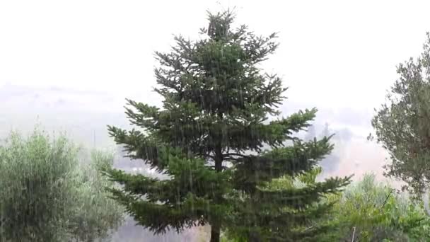 Abeto Verde Sobre Fuertes Lluvias Parque — Vídeo de stock