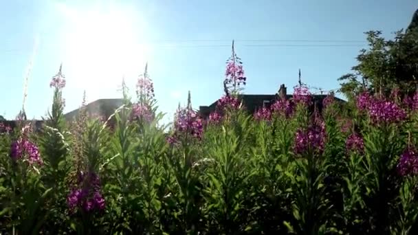 Zon Gaat Door Bloemen Achtergrond Van Natuur — Stockvideo