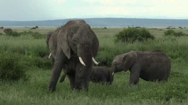 Afrikanischer Elefant Loxodonta Africana Weiblich Mit Winzigem Kalb Und Jungfutter — Stockvideo