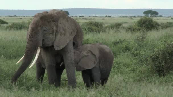 Africký Slon Loxodonta Africana Fena Svým Mláďaty Telat Laktace Jíst — Stock video