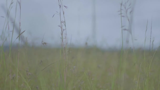 Hoog Gras Een Veld — Stockvideo