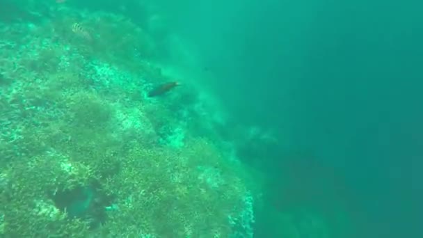 Esnórquel Vida Submarina Vídeo Agua Mar — Vídeos de Stock