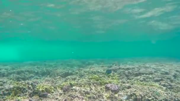 Visão Vida Subaquática Snorkeling — Vídeo de Stock