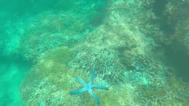 Altında Şnorkelle Yüzmek Deniz Suyu Videosu — Stok video