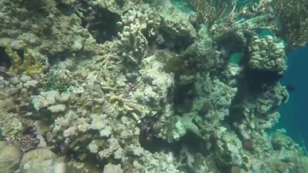 Άποψη Του Snorkeling Ρηχά Νερά — Αρχείο Βίντεο