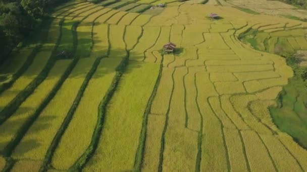 Kuzey Tayland Daki Çeltik Tarlalarının Üst Manzarası — Stok video