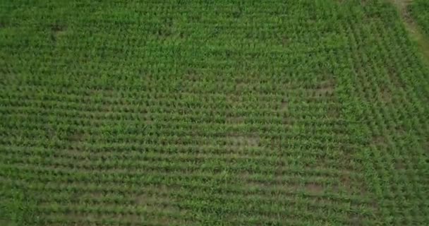 Вид Сверху Рисовые Поля Севере Таиланда — стоковое видео