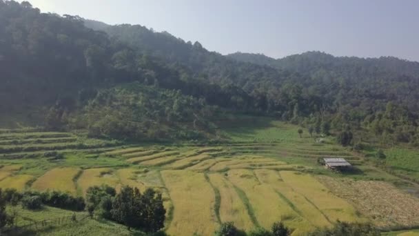 Blick Von Oben Auf Die Reisfelder Norden Thailands — Stockvideo