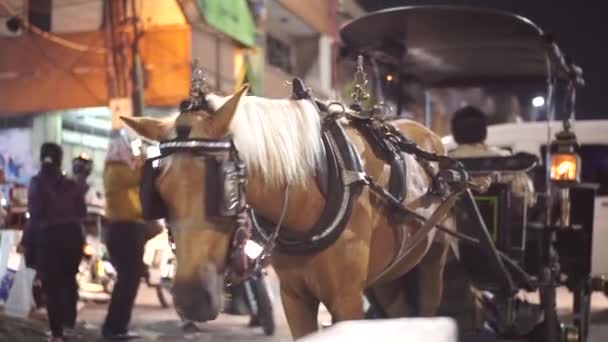 Gig Met Paard Passeren Malioboro Straat — Stockvideo