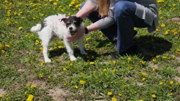 Kleine Jack Russell Terrier Mix Hond Wordt Huisdier Geadopteerd — Stockvideo