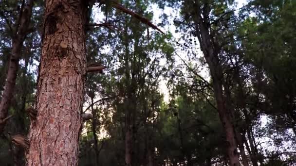 Große Glatte Sonnige Ansicht Von Wald Zeitlupe — Stockvideo