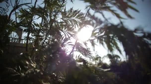 Promienie Słońca Między Liśćmi Drzewa — Wideo stockowe