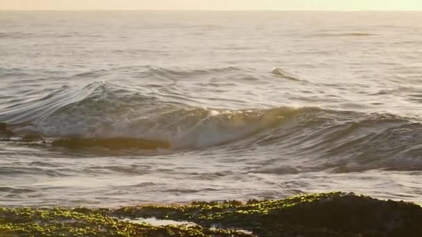 Mattina Presto Sydney Australia Spiaggia Alba Spiaggia Circonda Surfisti — Video Stock