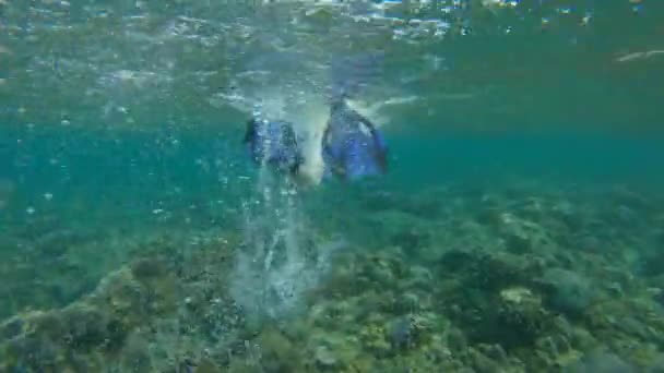 Eine Frau Bikini Schnorchelt Flachen Klaren Wasser Über Einem Wunderschönen — Stockvideo