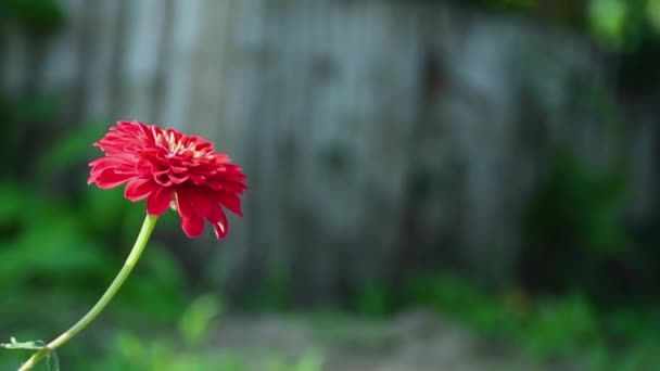 Fiore Rosso Una Giornata Sole Con Sfondo Legno — Video Stock