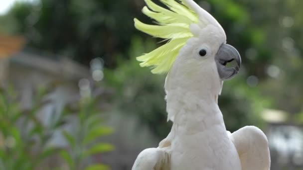 Θείο Crested Cockatoo Κουνάει Κεφάλι Του Και Αναδεικνύει Φτερά Του — Αρχείο Βίντεο